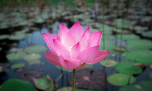 胆固醇结晶治疗及用药网 - 网站提供胆固醇结晶怎么消除小常识、胆固醇结晶是胆结石吗