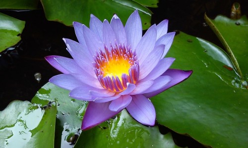 胆固醇结晶怎么消除-胆固醇结晶治疗及用药网 - 网站提供胆固醇结晶怎么消除小常识、胆固醇结晶是胆结石吗